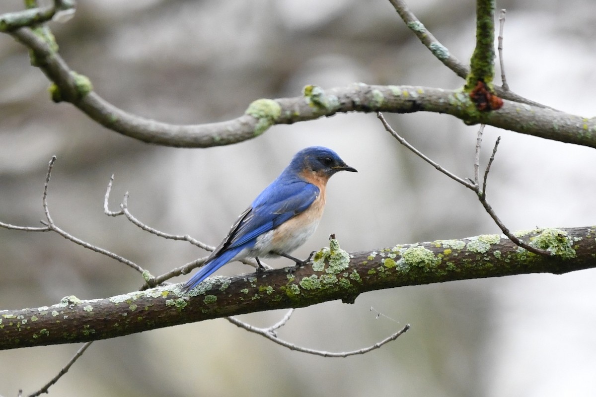 Eastern Bluebird - Donna Carter