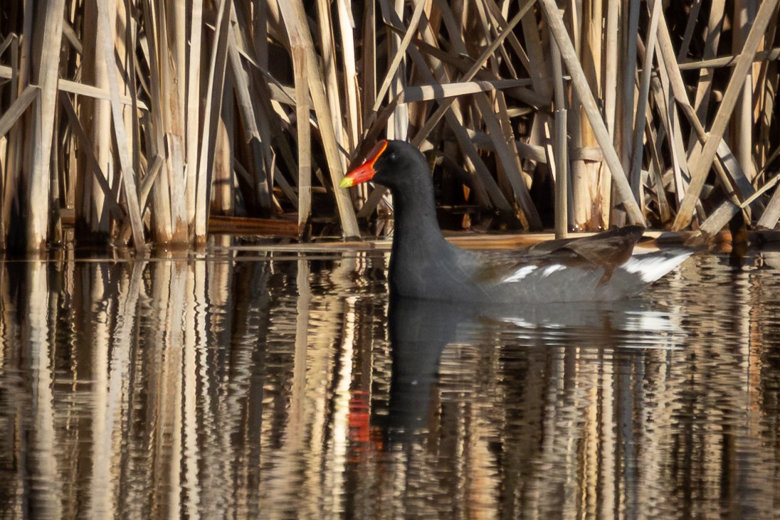 Common Gallinule - Marc Jalbert