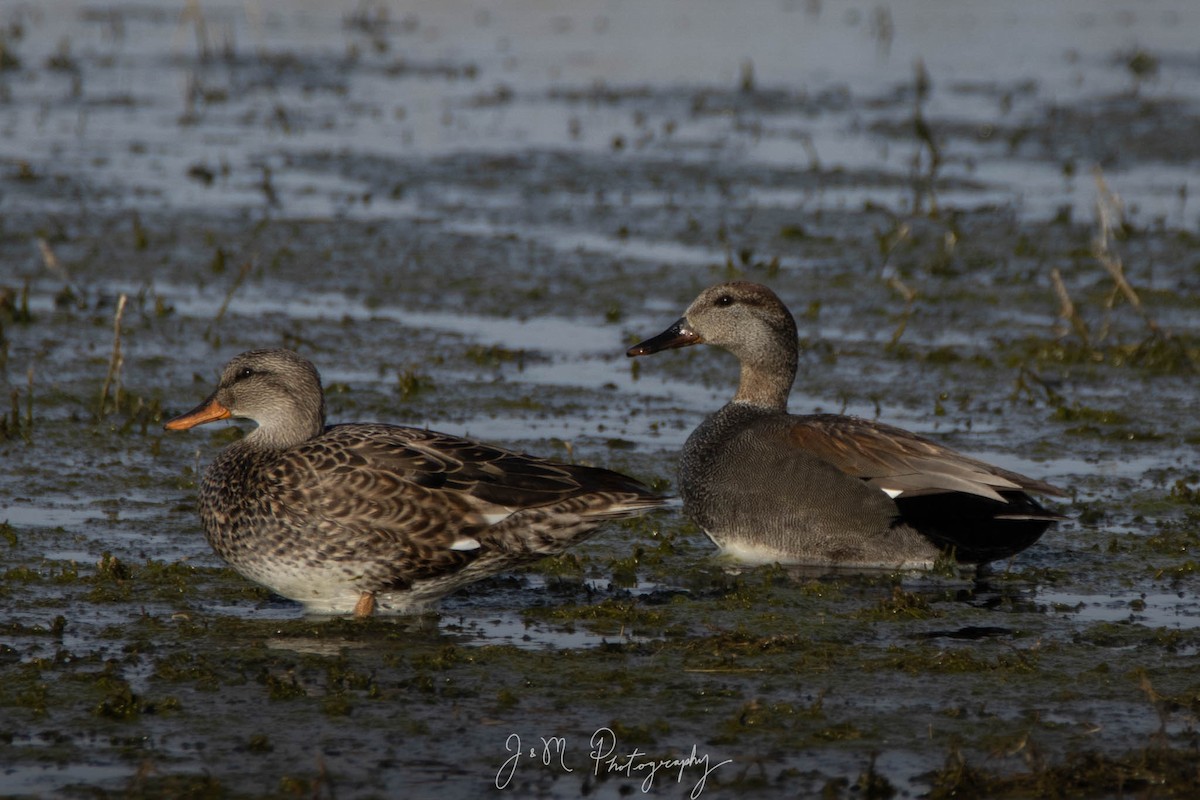 Gadwall - ML618186630