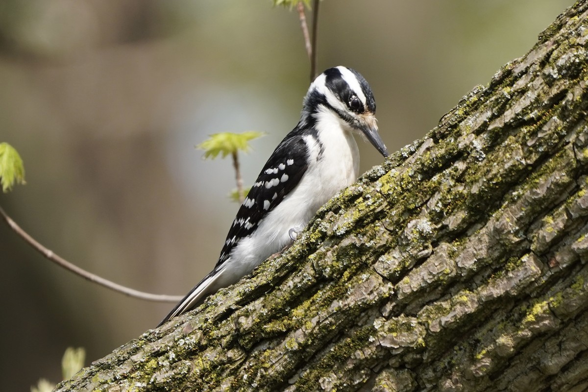 Hairy Woodpecker - Greg Hertler