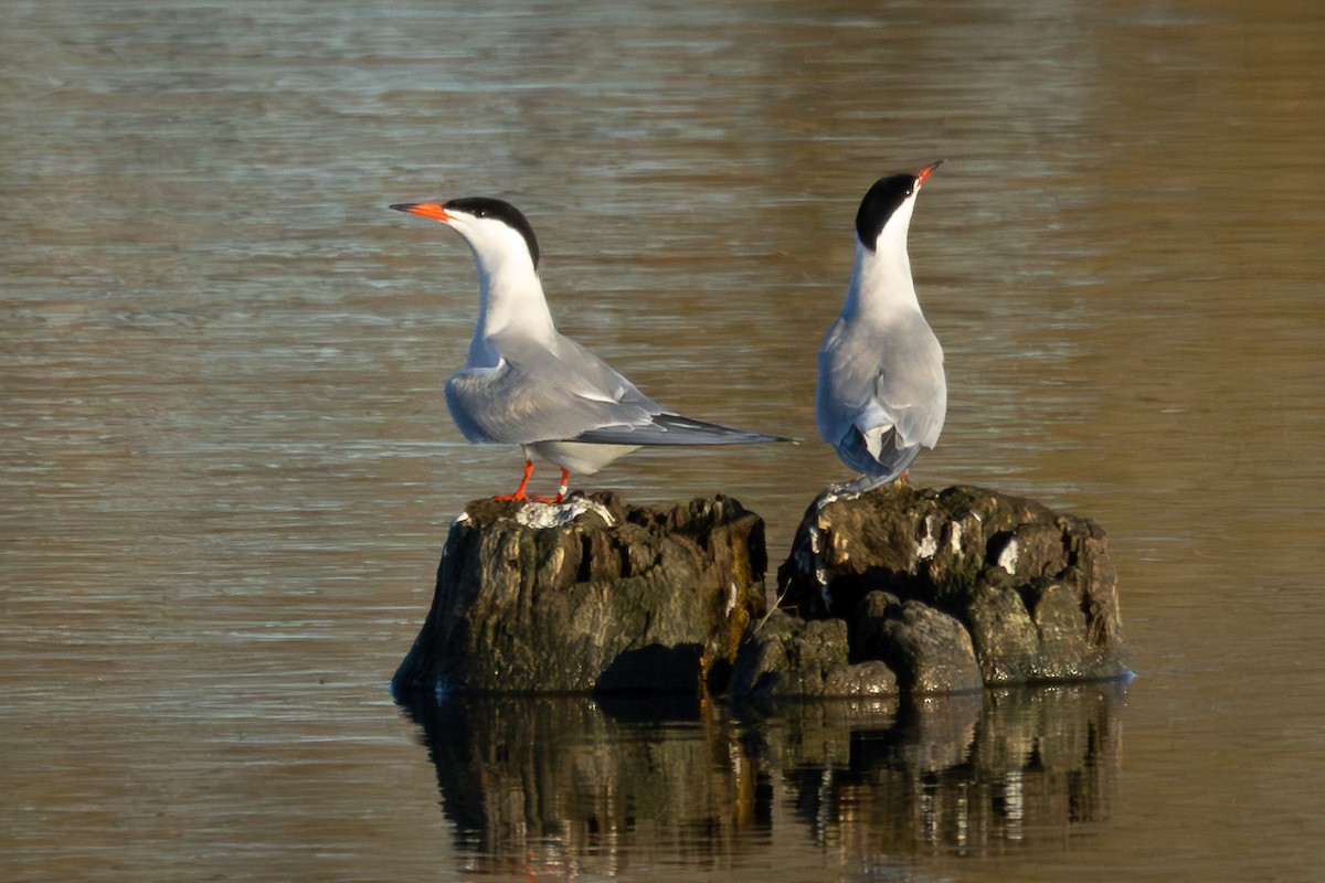 Common Tern - Marc Jalbert