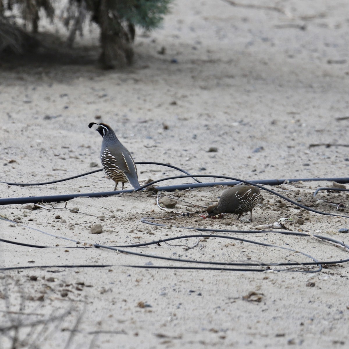 California Quail - Taylar Peterson