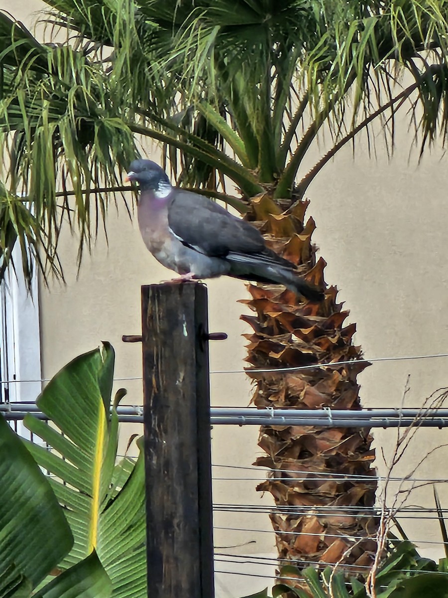 holub hřivnáč - ML618186674