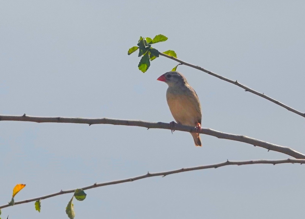 Red-billed Quelea - Christian Doerig