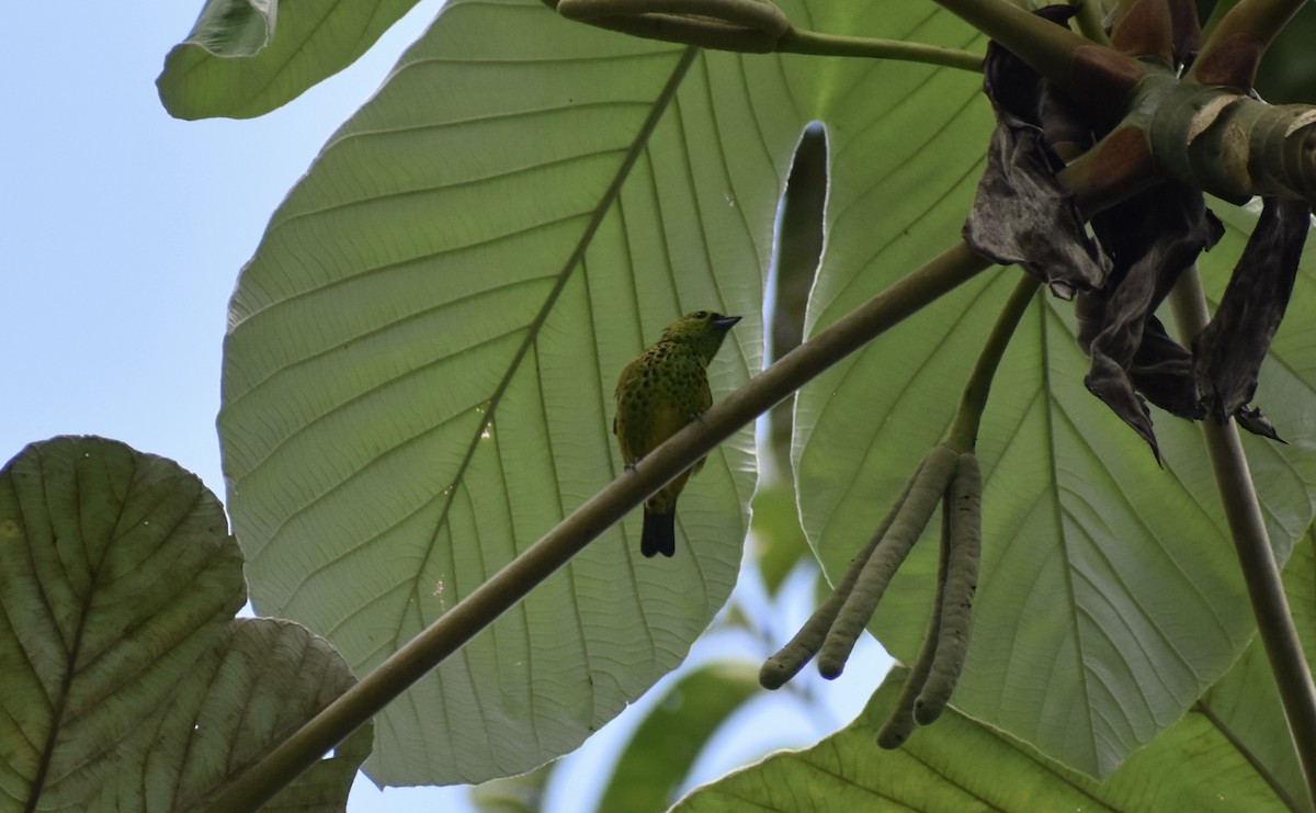 Yellow-bellied Tanager - Matthew Voelker