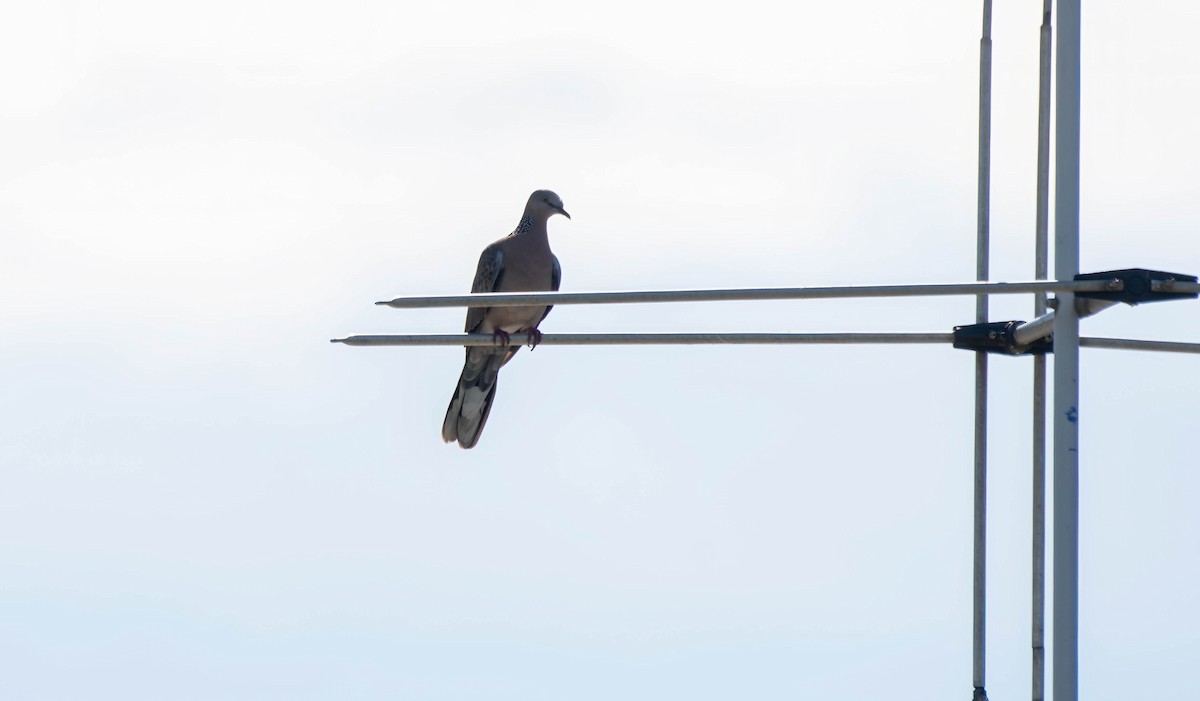 Spotted Dove - Gordon Arthur