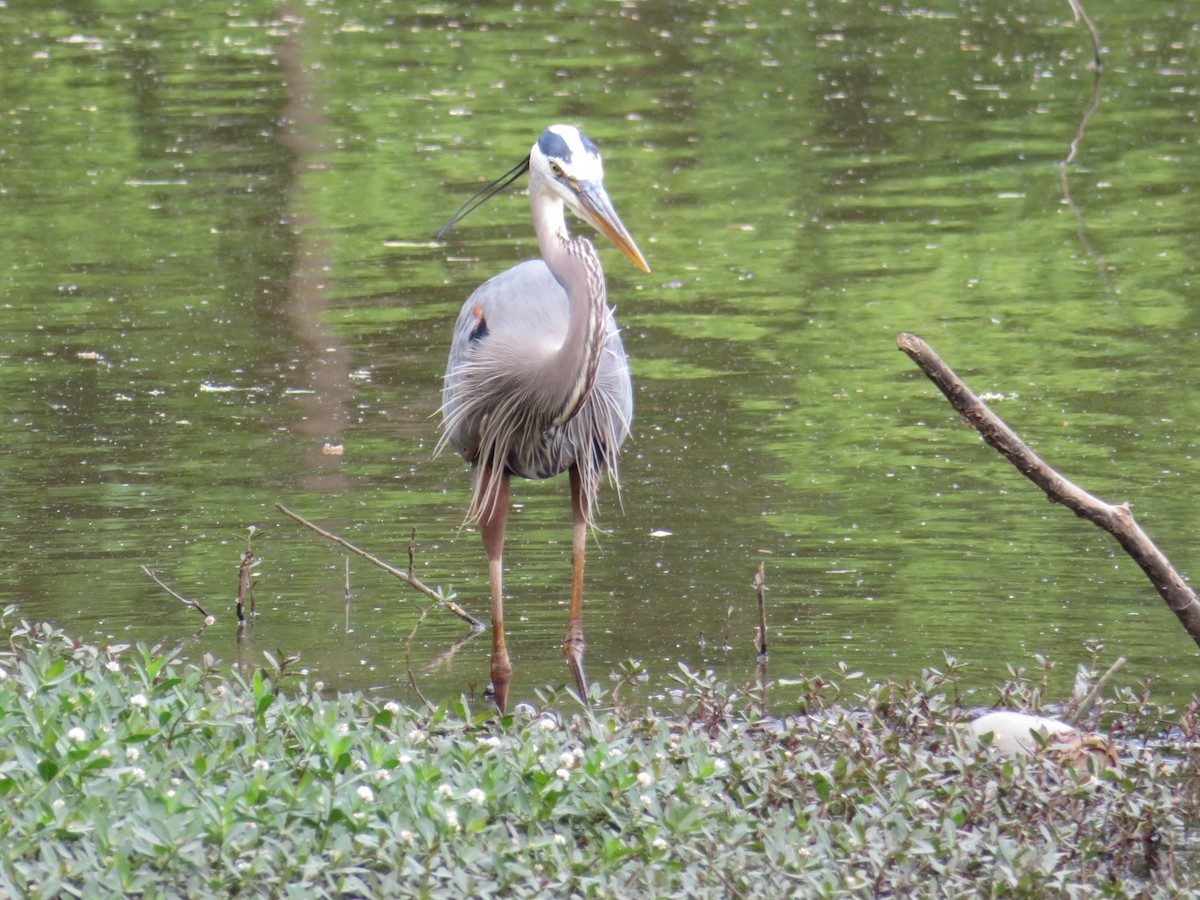 Great Blue Heron - ML618186687