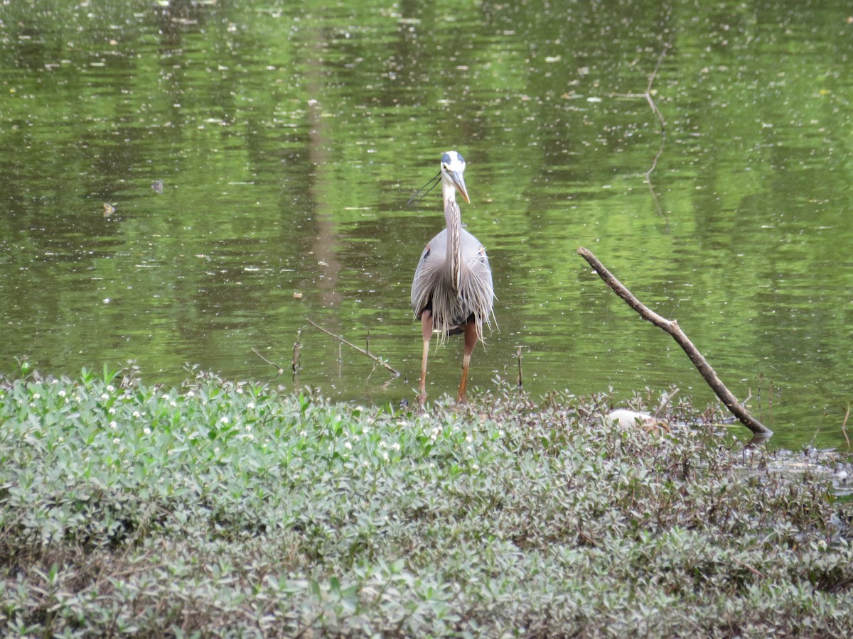 Great Blue Heron - ML618186689