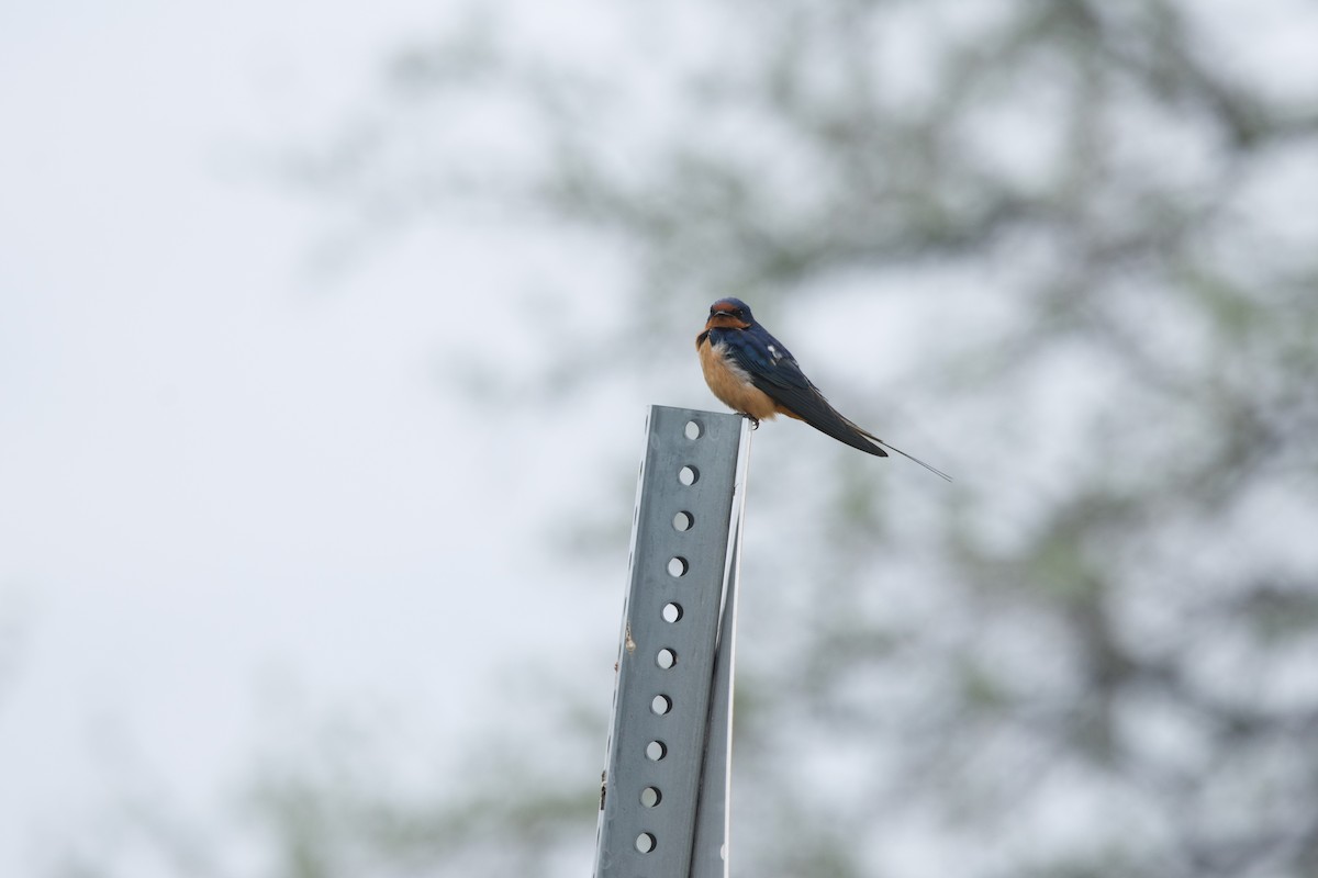 Barn Swallow - ML618186690