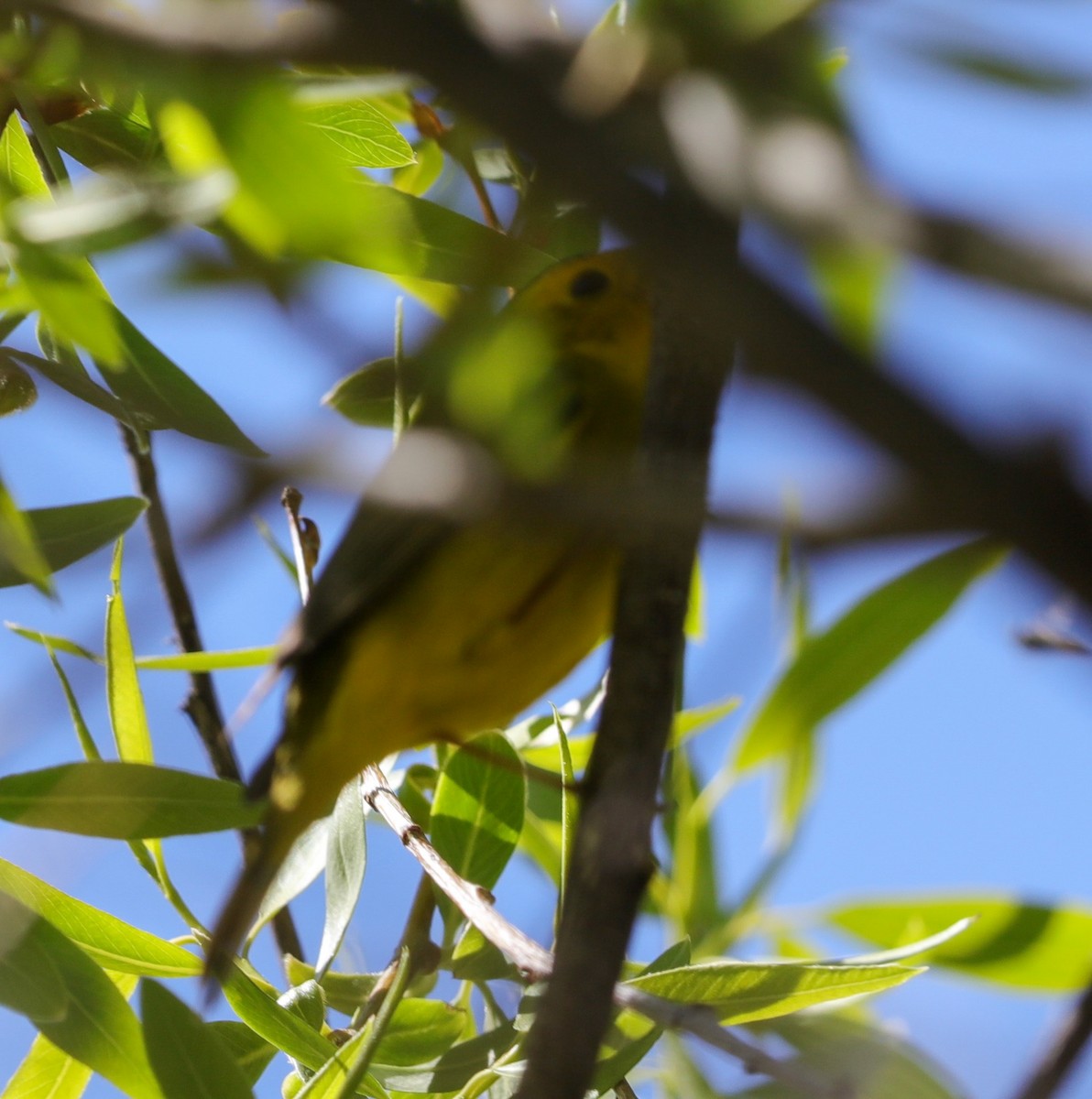 Wilson's Warbler - Lynn Duncan