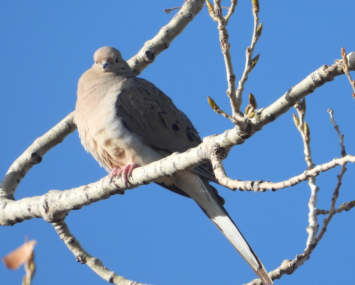 Mourning Dove - Rodney Macready