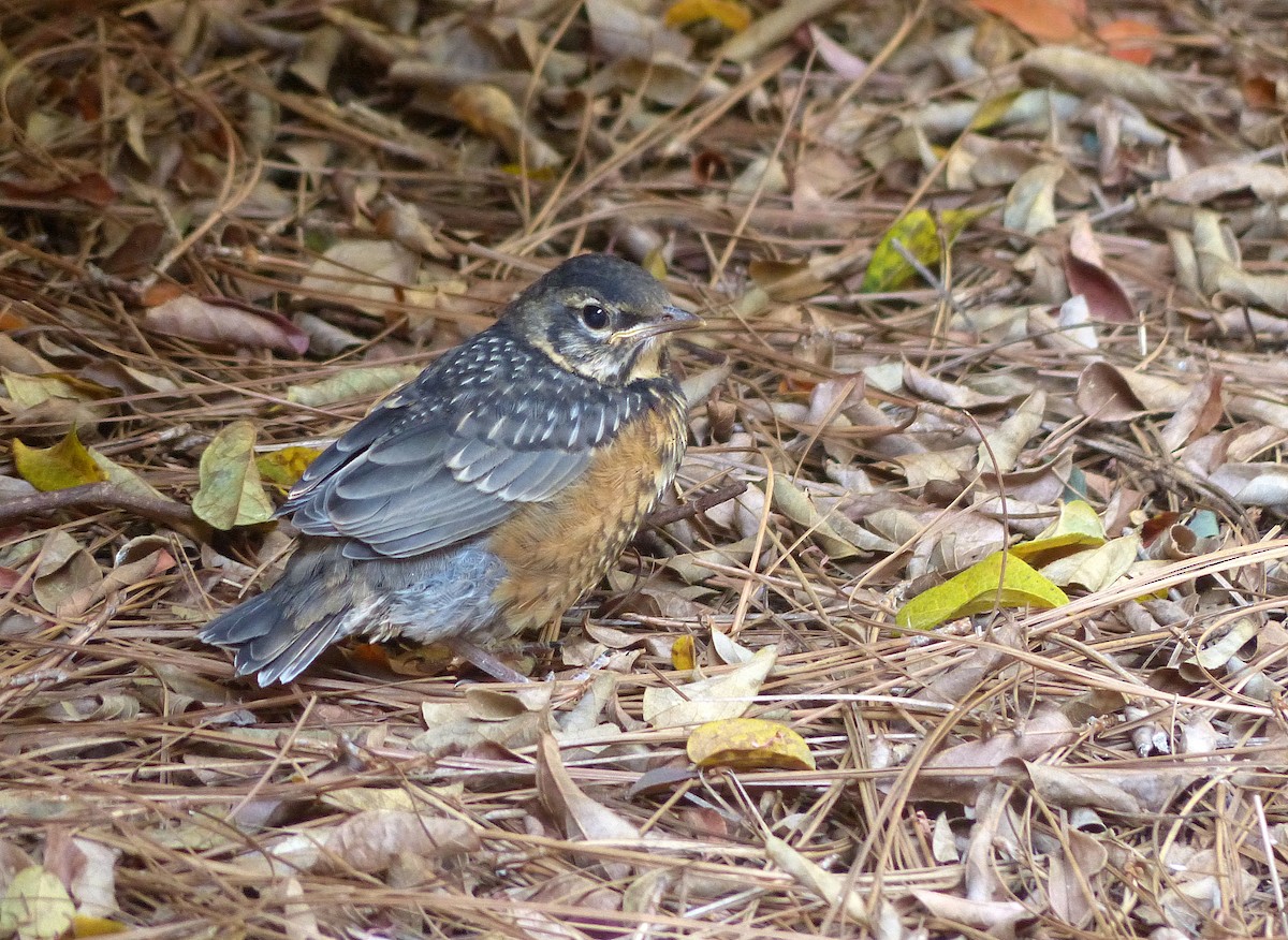 American Robin - Sharon Kennedy