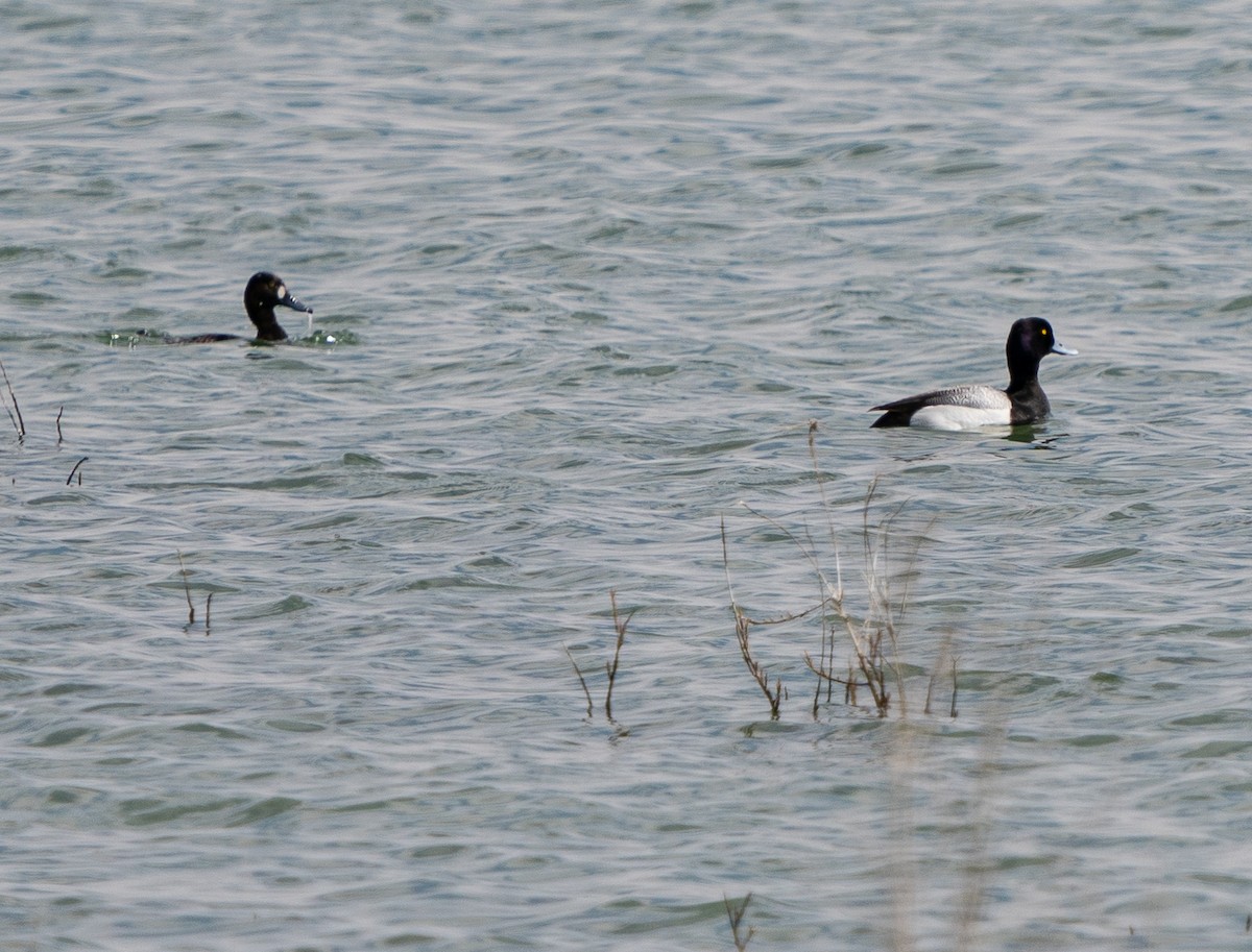 Lesser Scaup - ML618186707