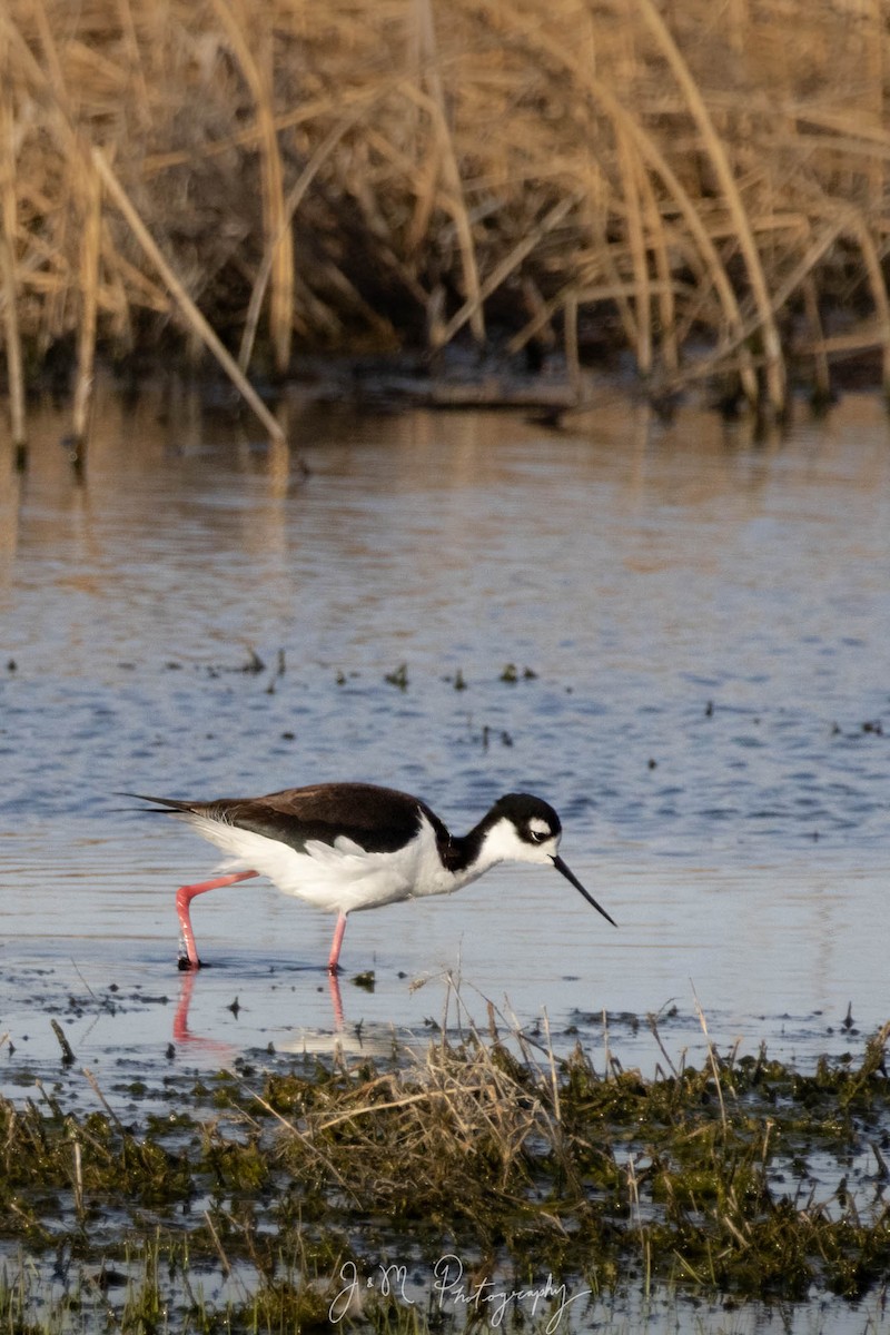 Black-necked Stilt - Marie Joy Guevara