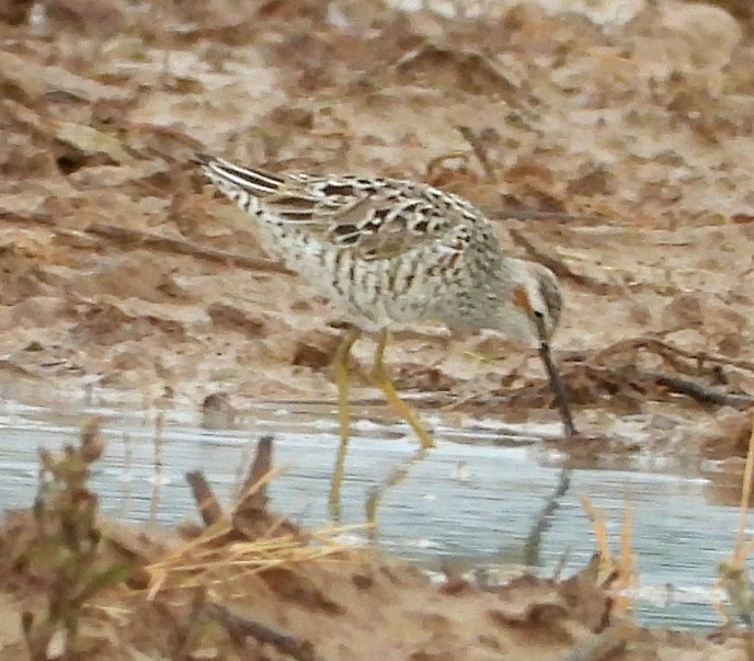 Stilt Sandpiper - ML618186713