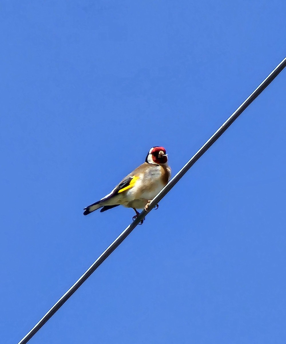 stehlík obecný - ML618186737