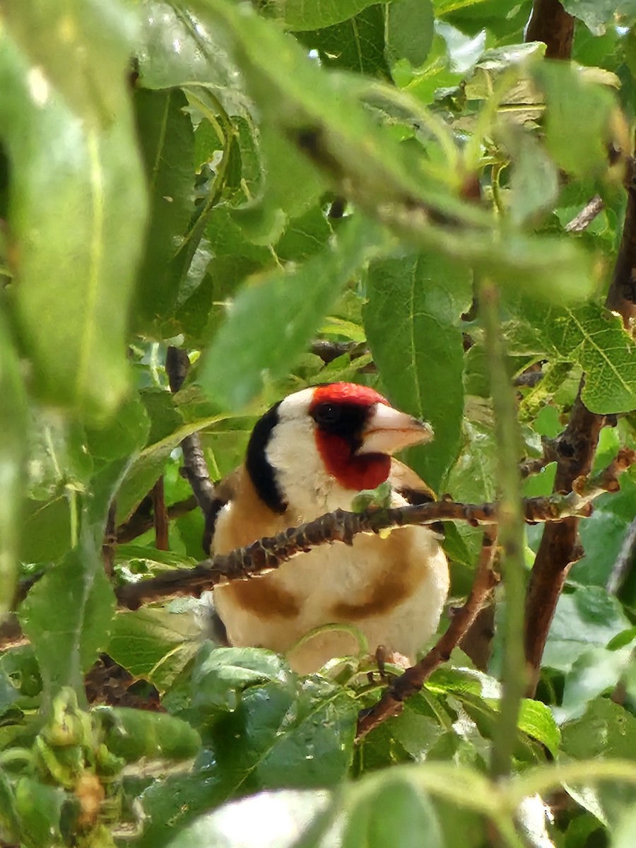 stehlík obecný - ML618186738