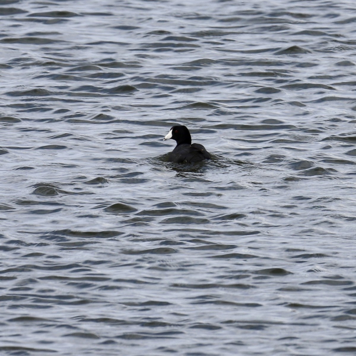 American Coot - Taylar Peterson