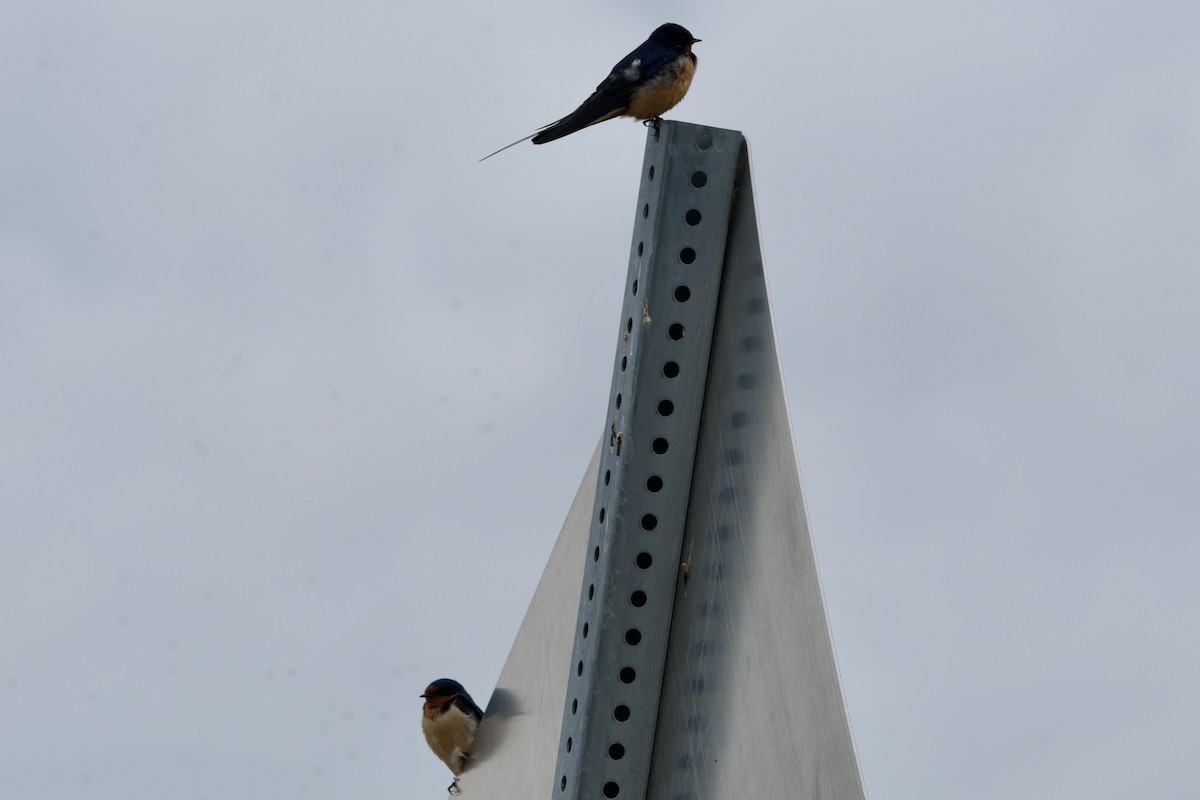 Barn Swallow - Deanna McLaughlin