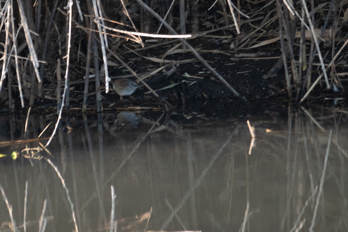 Swamp Sparrow - José de Jesús Moreno Navarro