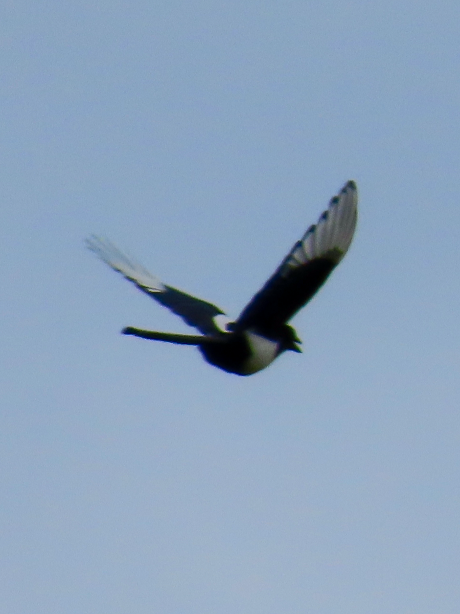 Black-billed Magpie - "Chia" Cory Chiappone ⚡️