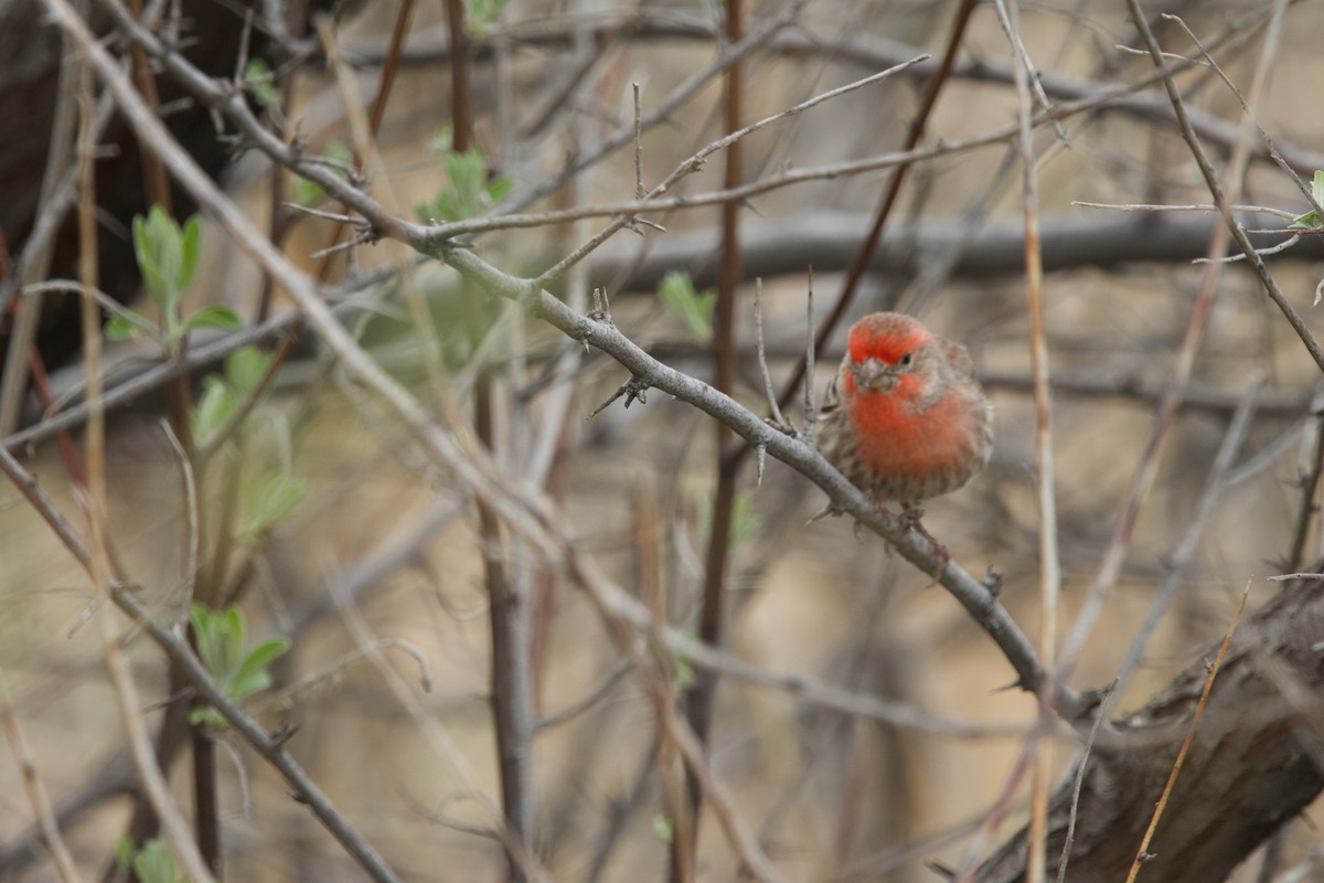 House Finch - ML618186760