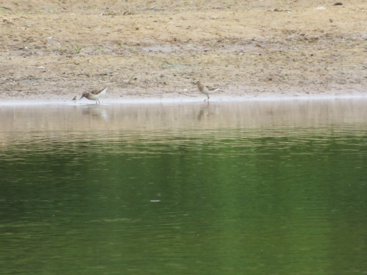 Least Sandpiper - Jeremie Caldwell