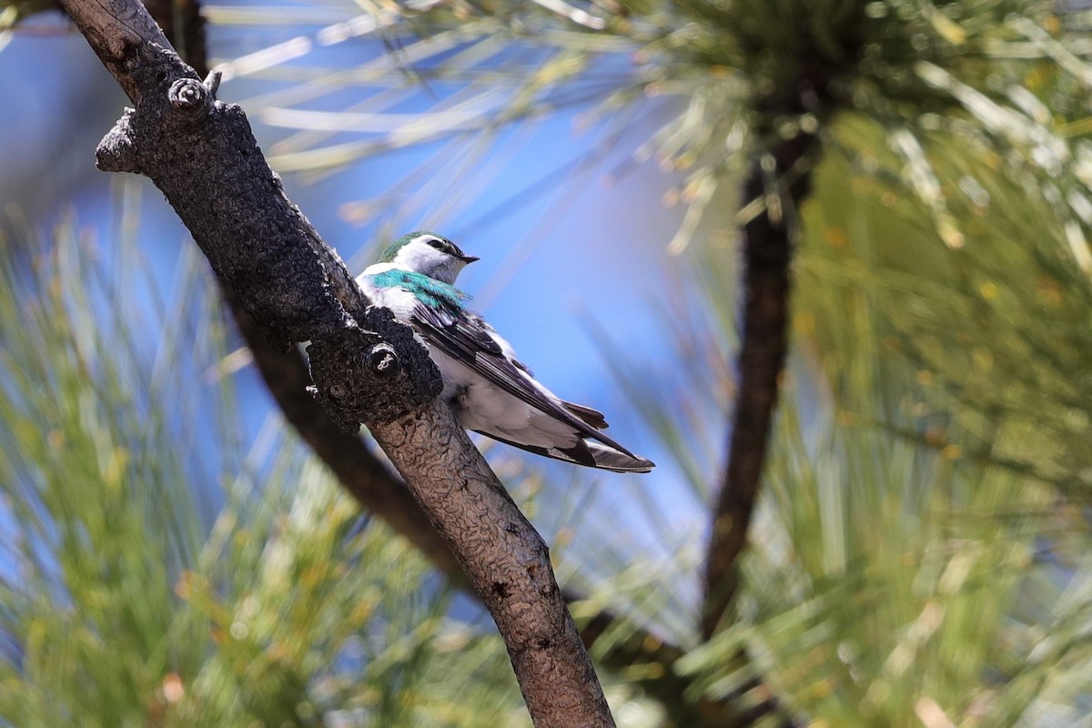 Violet-green Swallow - ML618186769