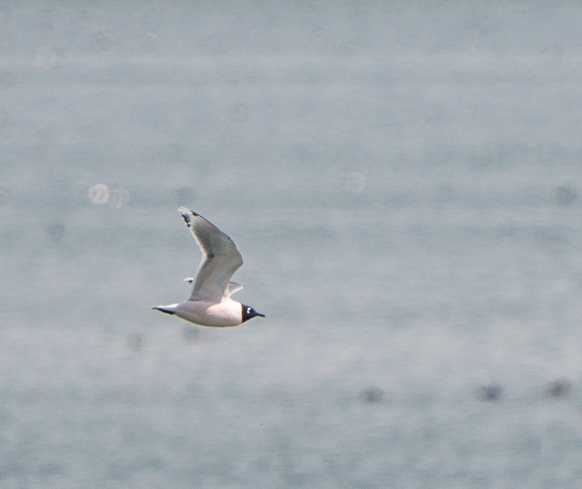 Franklin's Gull - ML618186772