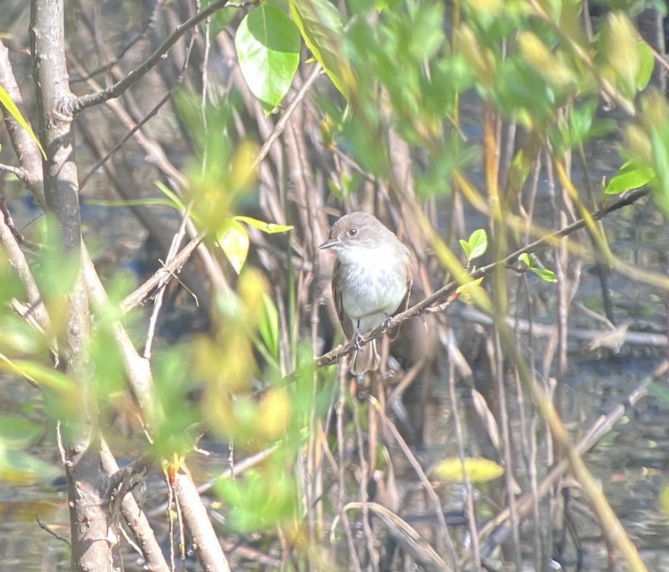 Eastern Phoebe - ML618186778