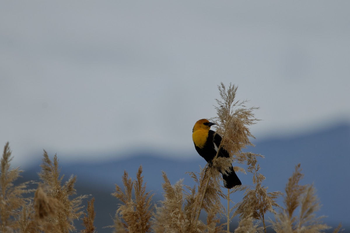 Yellow-headed Blackbird - ML618186790