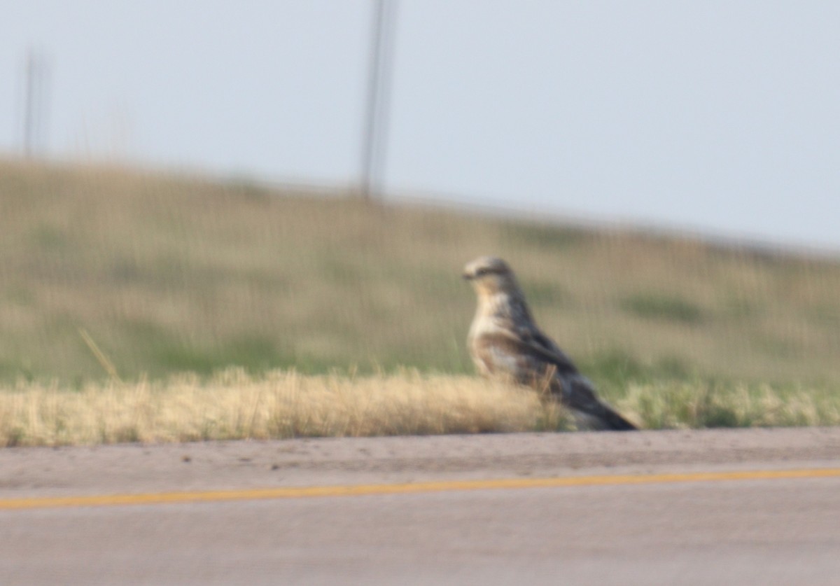 Ferruginous Hawk - BARBARA Muenchau