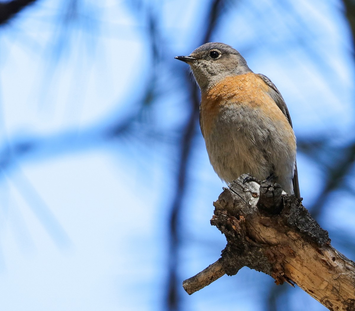 Western Bluebird - Lynn Duncan