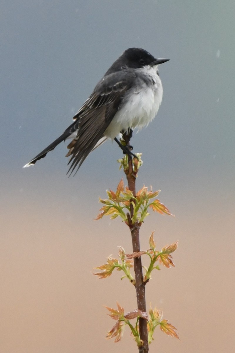 Eastern Kingbird - Donna Carter