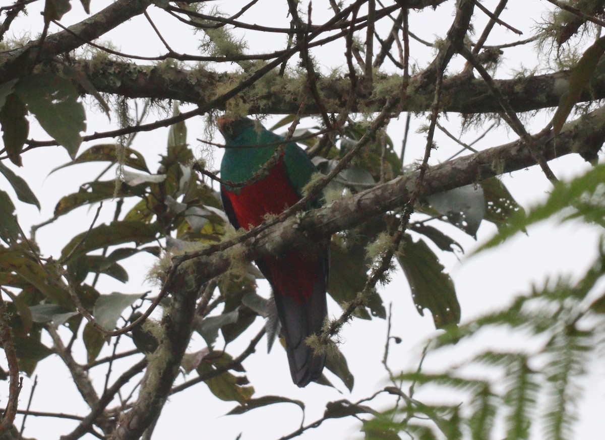 Golden-headed Quetzal - Julio P