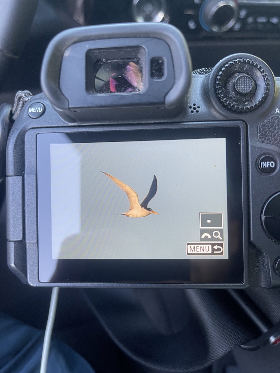 Least Tern - Joshua Sims