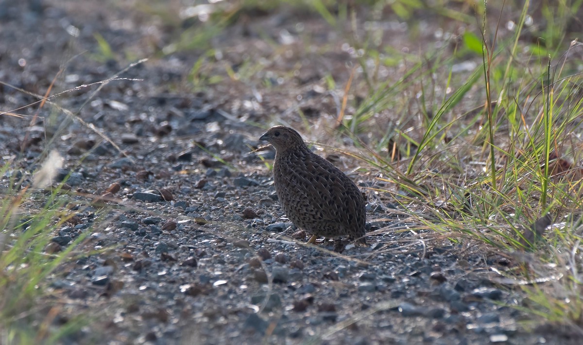 Brown Quail - ML618186849