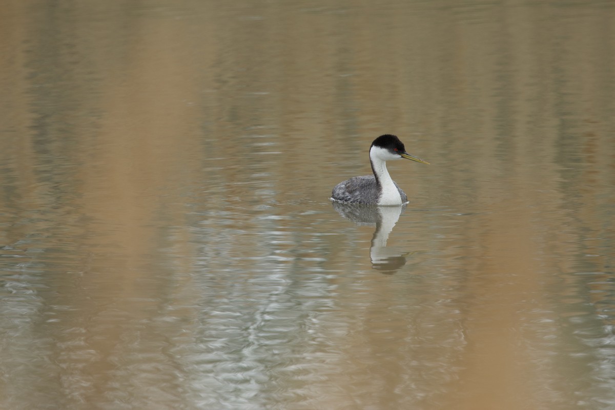 Western Grebe - ML618186858