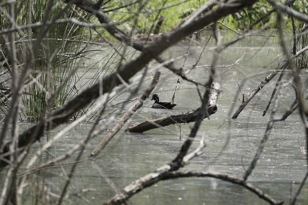 Wood Duck - Leda Gao