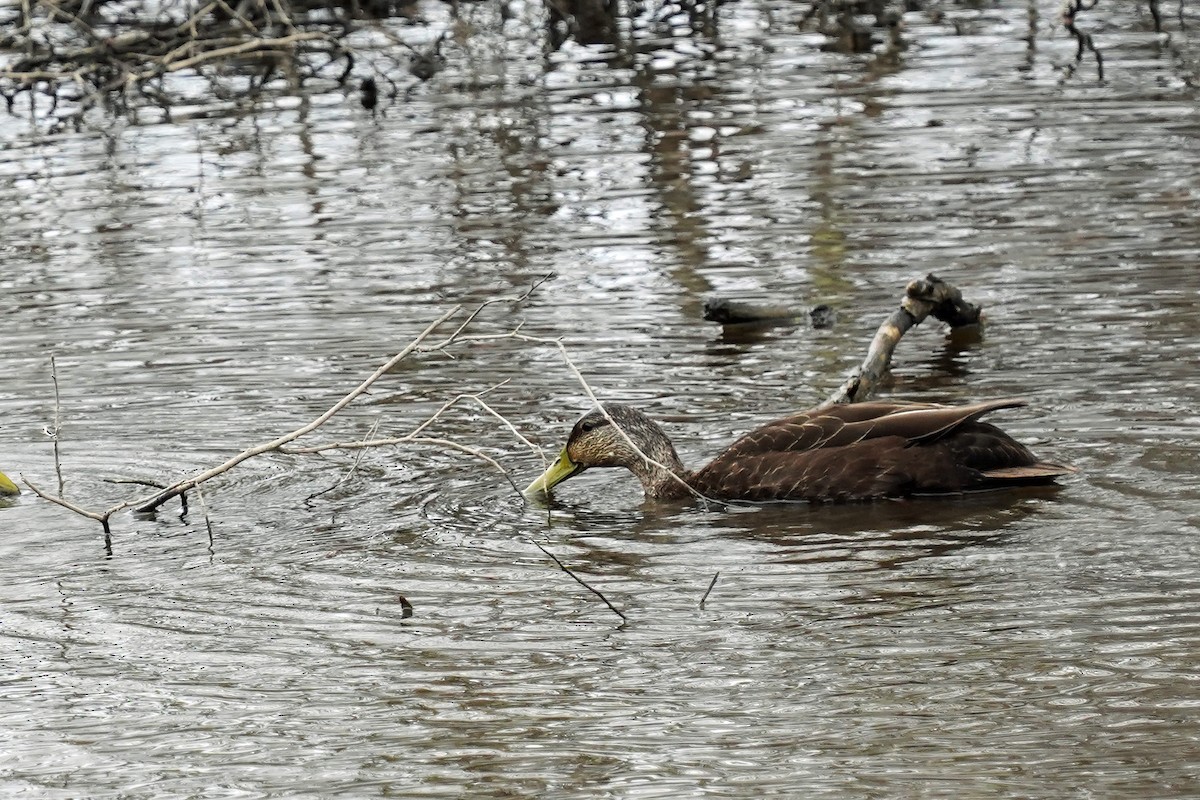 American Black Duck - ML618186877