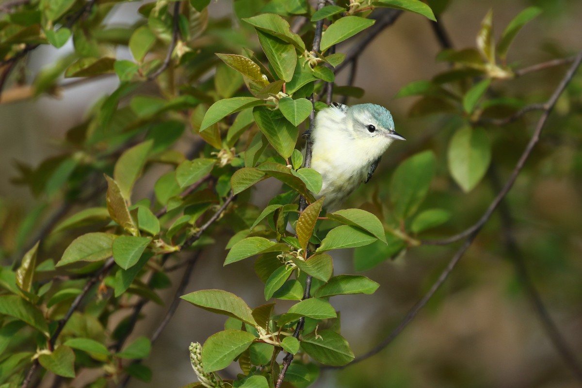 Cerulean Warbler - Liam Singh