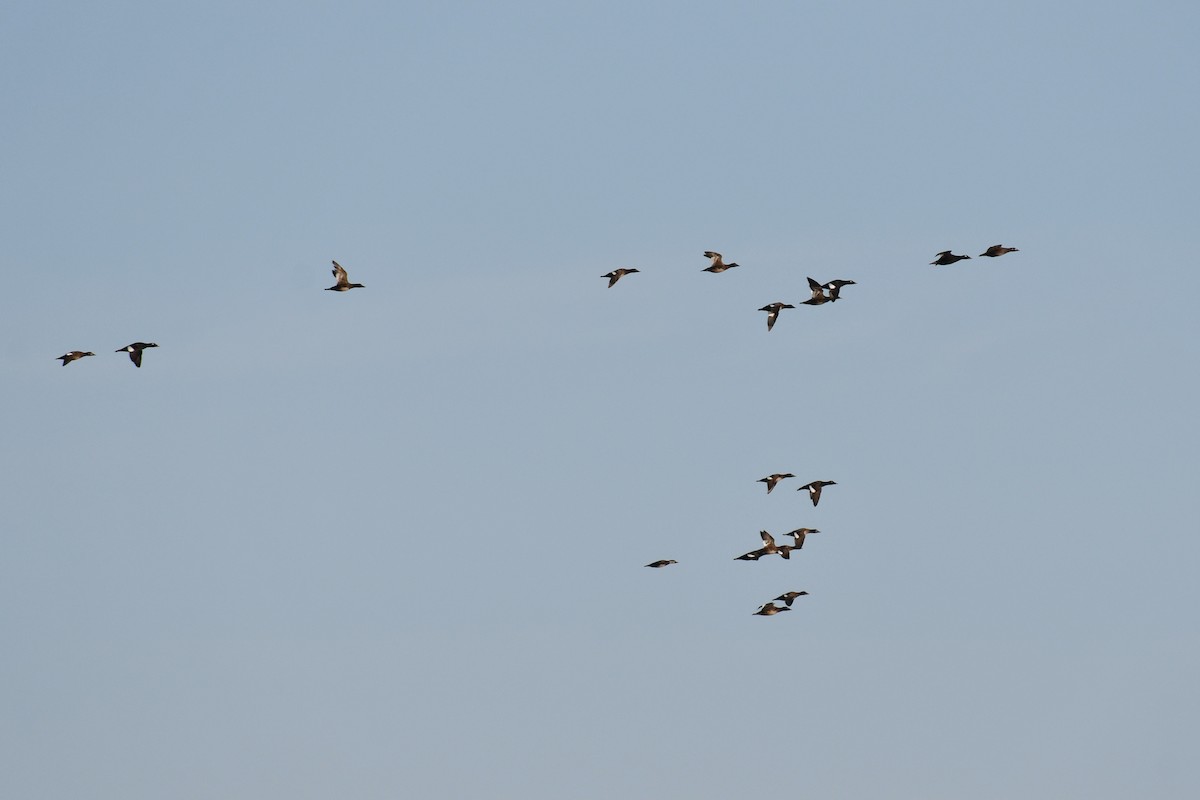 White-winged Scoter - Sam Miller