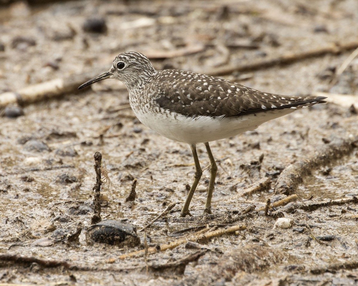 Solitary Sandpiper - Daniel Kelch