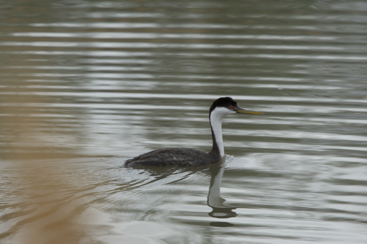 Western Grebe - ML618186905