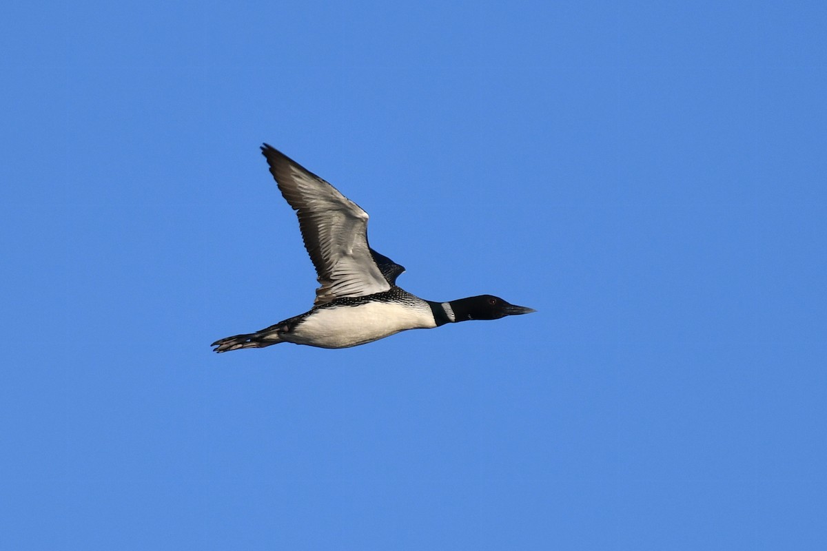 Common Loon - Sam Miller