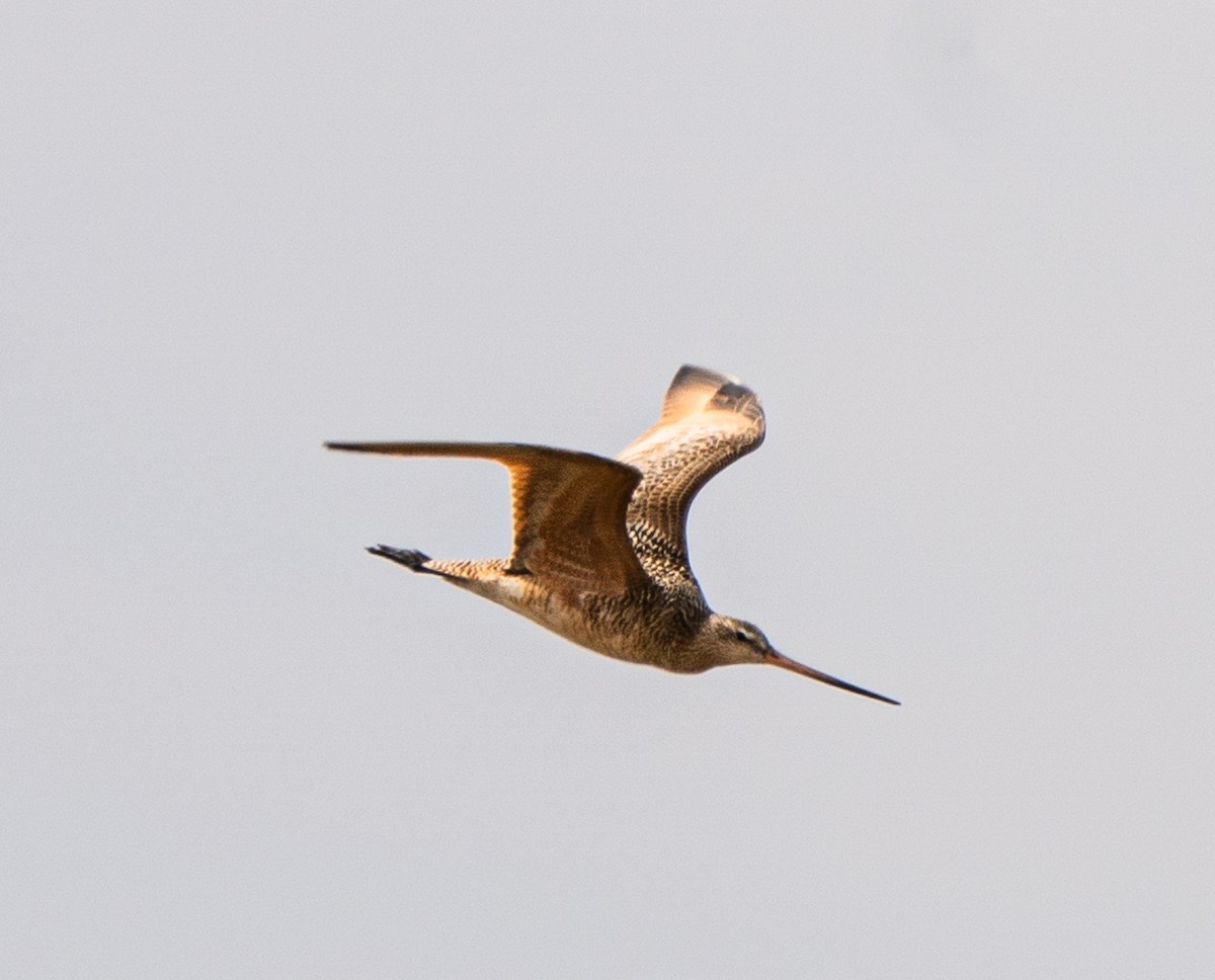 Marbled Godwit - ML618186921