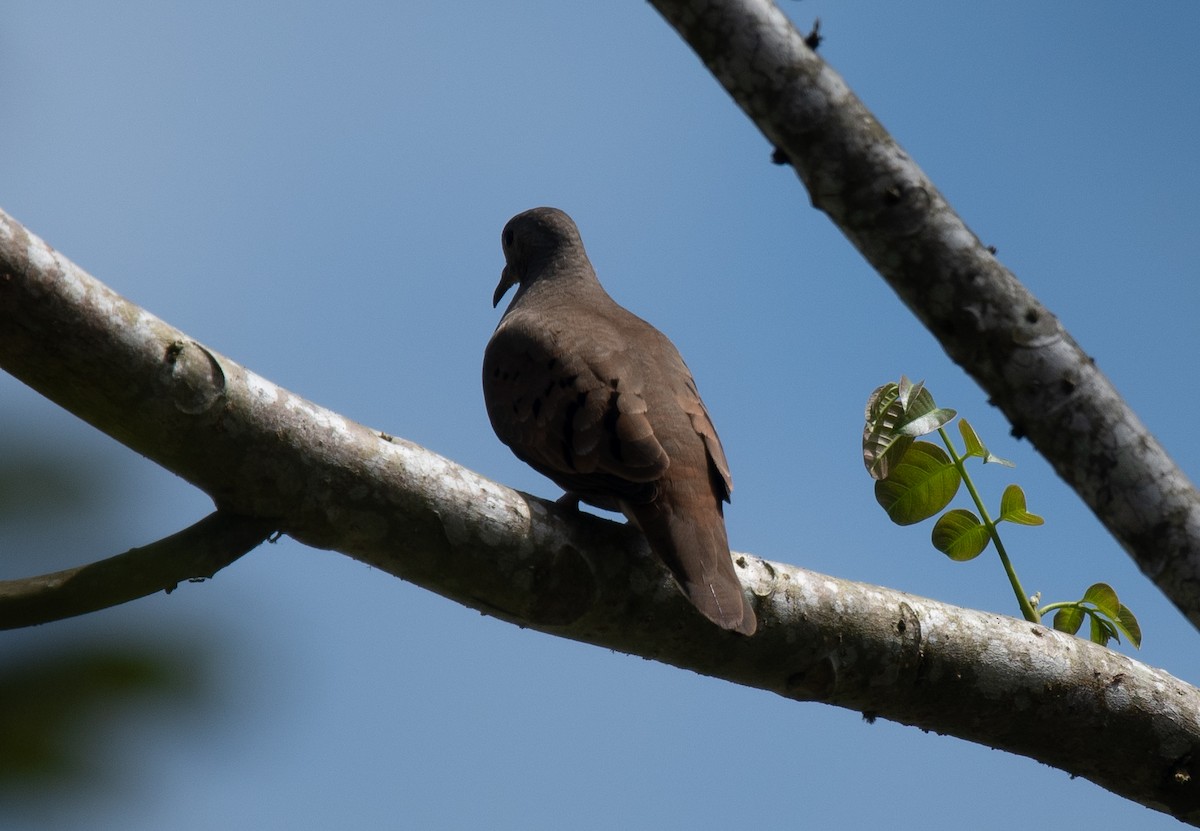 Ruddy Ground Dove - Mel & Deb Broten