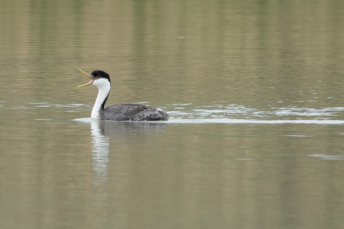 Western Grebe - ML618186925