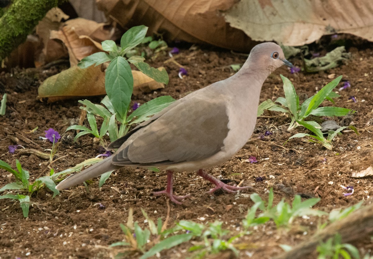 White-tipped Dove - Mel & Deb Broten