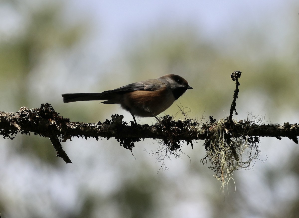 Boreal Chickadee - ML618186970